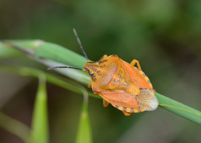 Pentatomidae: Carpocoris pudicus dell''Abruzzo